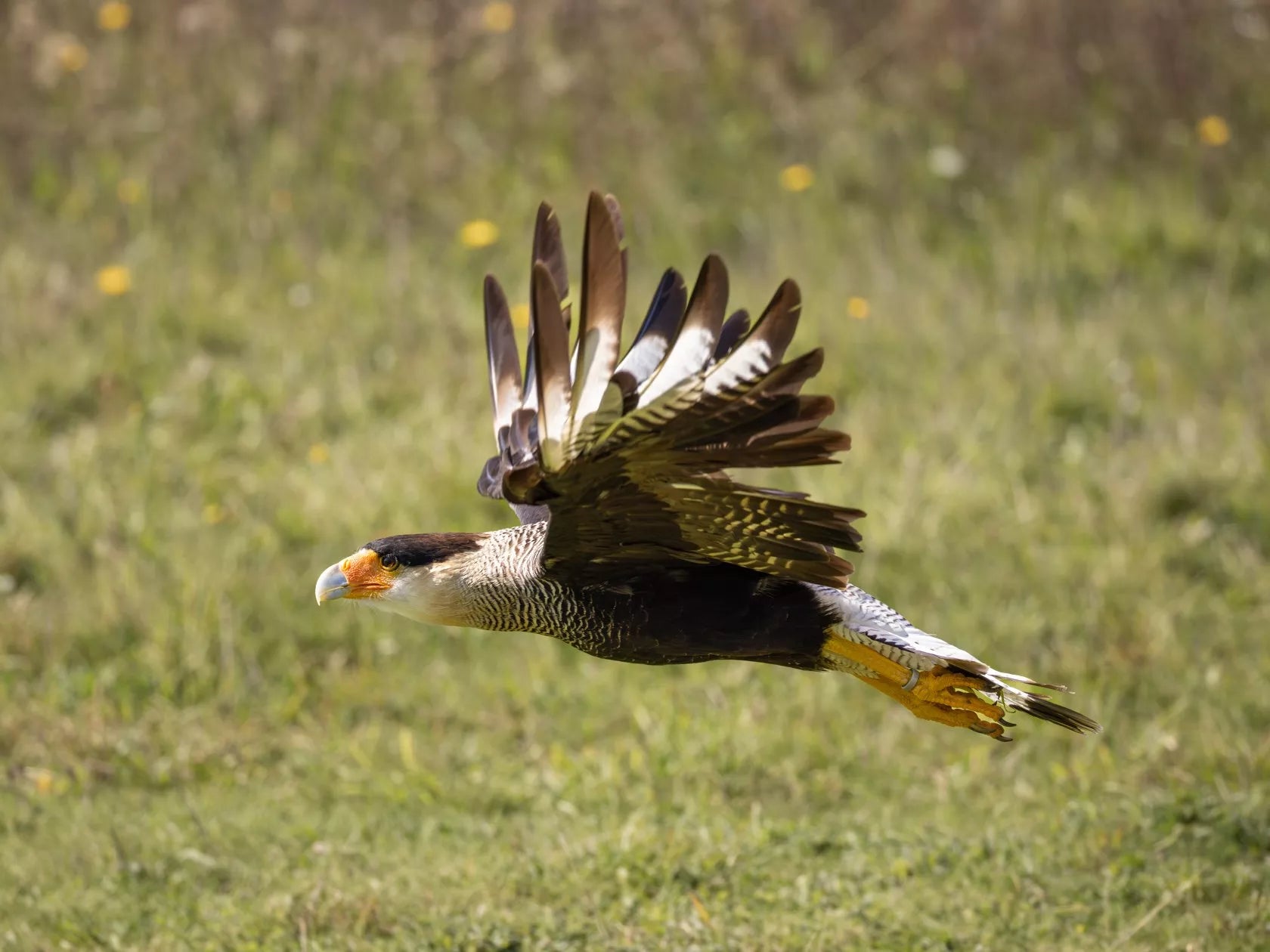 Objetivo Canon RF 200-800 mm f/6,3-9 IS USM 