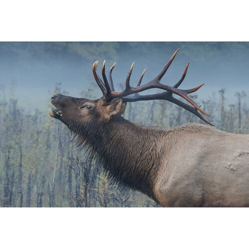 Objetivo Canon RF 200-800 mm f/6,3-9 IS USM 