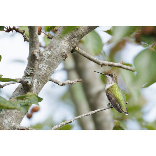 Objetivo Canon RF 200-800 mm f/6,3-9 IS USM 