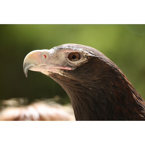 Objetivo Canon RF 200-800 mm f/6,3-9 IS USM 