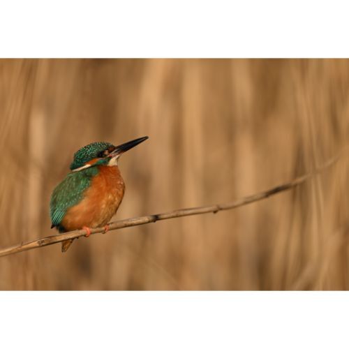 Nikon NIKKOR Z 180-600mm f/5.6-6.3 VR Lens