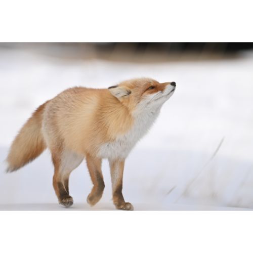 Nikon NIKKOR Z 180-600mm f/5.6-6.3 VR Lens