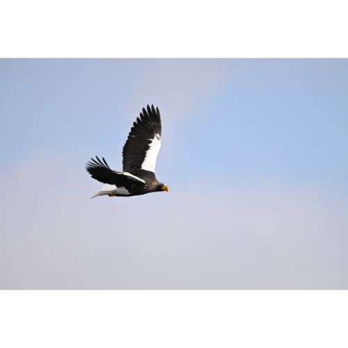 Nikon NIKKOR Z 180-600mm f/5.6-6.3 VR Lens