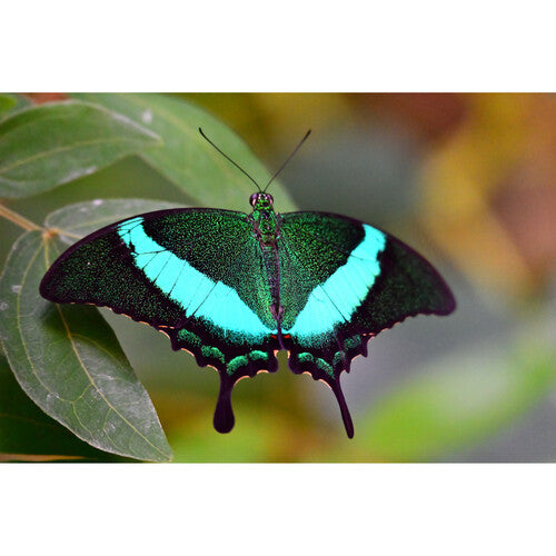 Nikon NIKKOR Z 28-400mm f/4-8 VR Lens