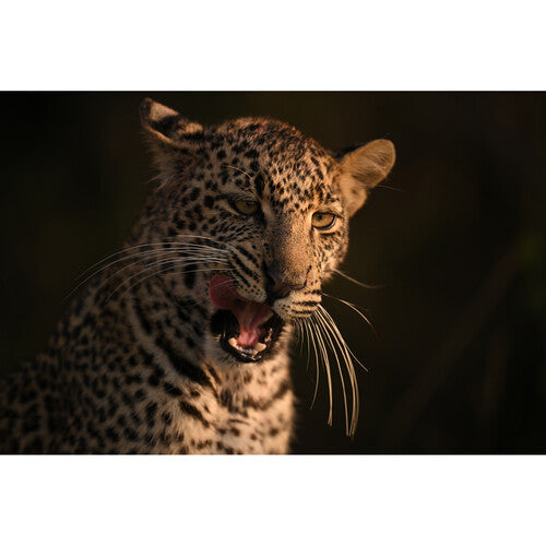 Objectif Nikon NIKKOR Z 400 mm f/2.8 TC VR S 