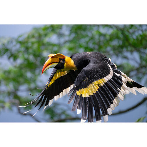 Objetivo Nikon Z 600 mm f/6,3 VR S