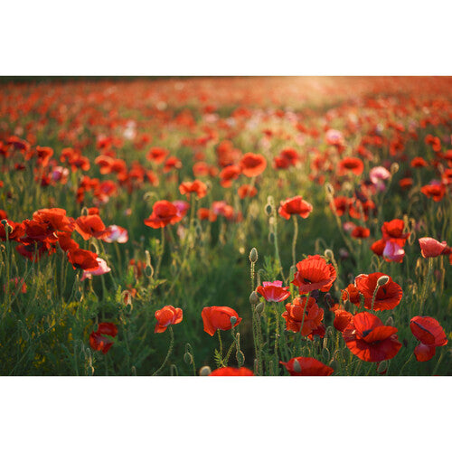 Objetivo artístico Sigma 28-45 mm f/1,8 DG DN para Sony E