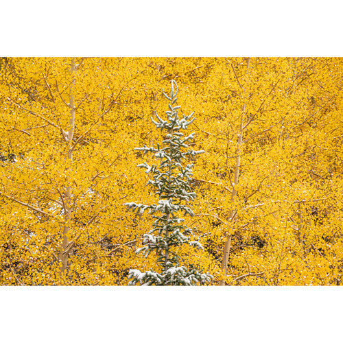 Objetivo deportivo Sigma 70-200 mm f/2,8 DG DN OS para Sony E