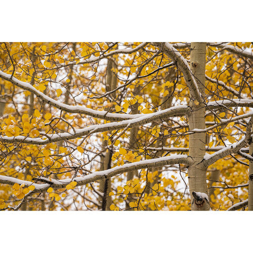 Objetivo deportivo Sigma 70-200 mm f/2,8 DG DN OS para Sony E