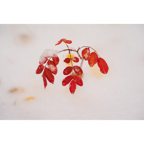 Objetivo deportivo Sigma 70-200 mm f/2,8 DG DN OS para Sony E