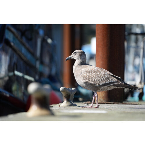 Sony a7 V Mirrorless Camera Body