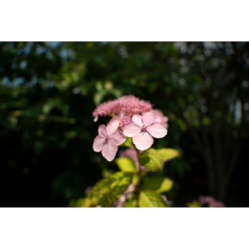 Objetivo Tamron 17-50 mm f/4 Di III VXD para montura Sony E