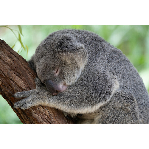 Objetivo Tamron 50-400 mm f/4,5-6,3 Di III VC VXD para Nikon Z