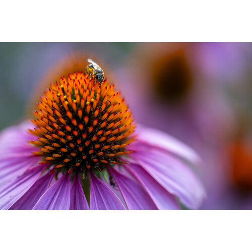 Objetivo macro Tamron 90 mm f/2,8 Di III VXD para Nikon Z