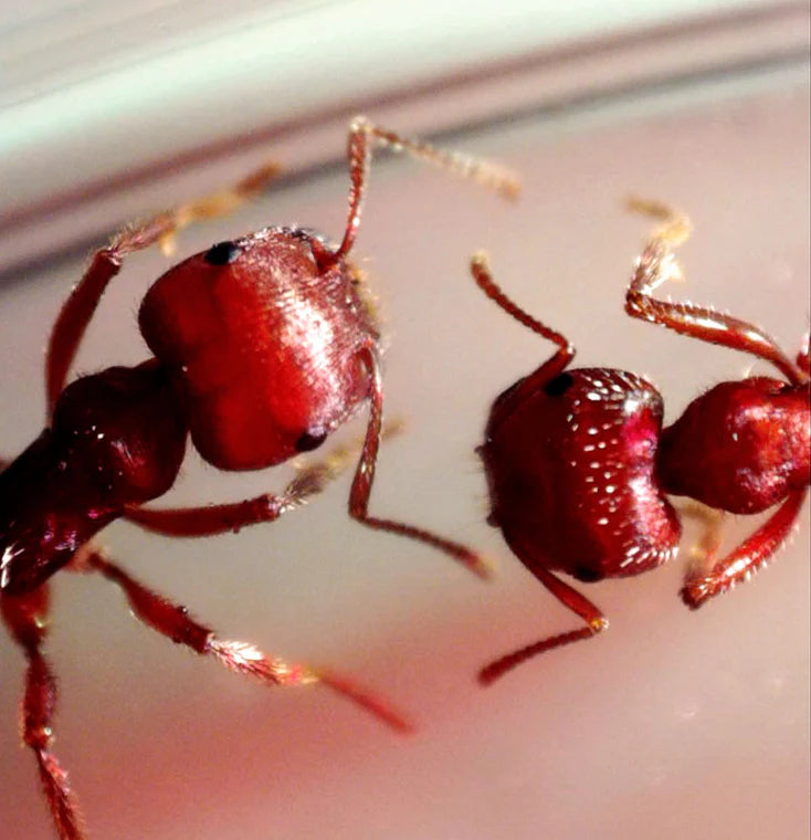 Microscopio digital portátil Celestron MicroDirect 1080P HDMI | 44316