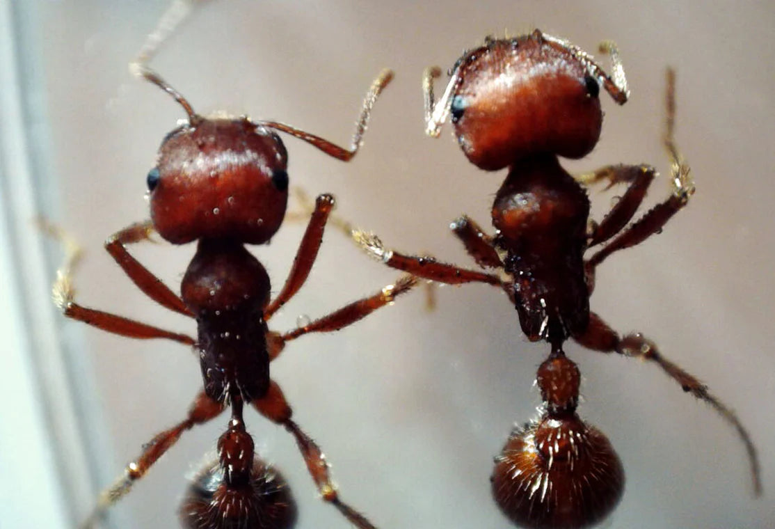 Microscopio digital portátil Celestron MicroDirect 1080P HDMI | 44316