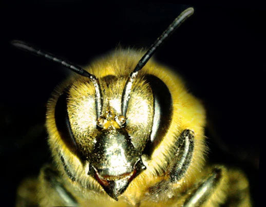 Microscopio digital portátil Celestron MicroDirect 1080P HDMI | 44316