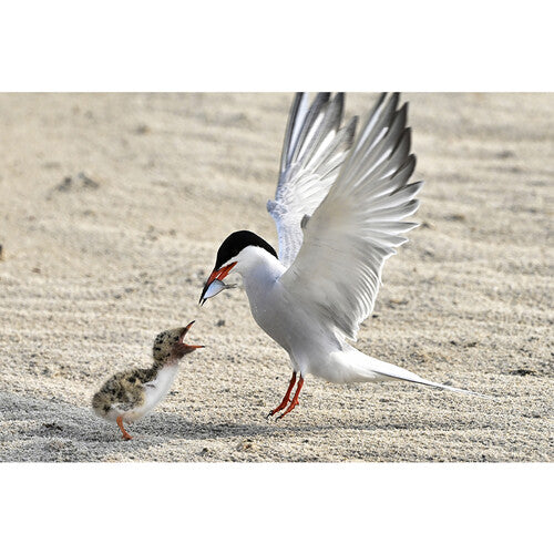 Nikon 8x42 Monarch M5 Binoculars | Black