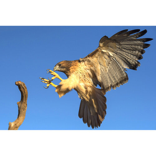 Nikon 8x42 Monarch M5 Binoculars | Black