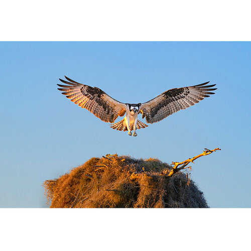 Nikon Monarch M7 Binoculars