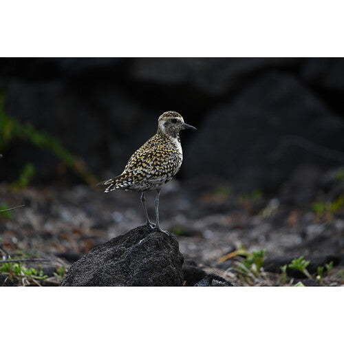 Objetivo Nikon NIKKOR Z 400 mm f/4,5 VR S 