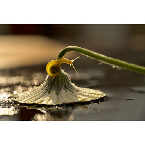 Nikon Z MC 105mm f/2.8 VR S Macro Lens