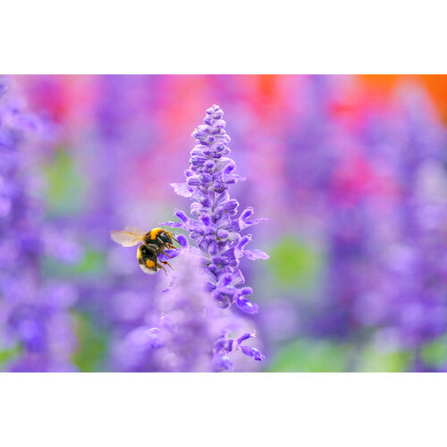 Objetivo Sigma 105 mm f/2,8 DG DN Macro Art para Sony E