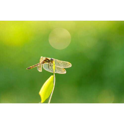 Objetivo Sigma 105 mm f/2,8 DG DN Macro Art para Sony E