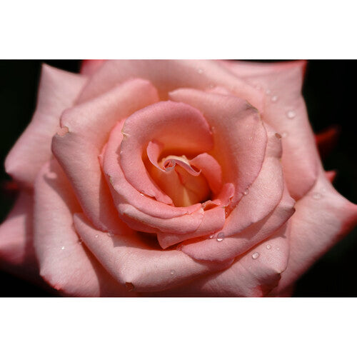 Sigma 150-600mm f/5-6.3 DG DN OS Sports Lens for Sony E