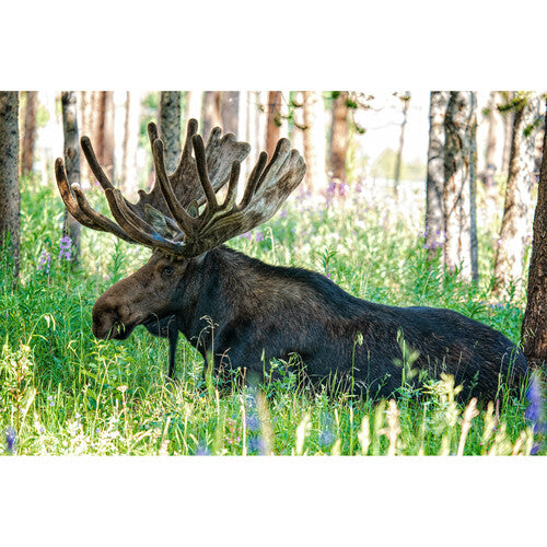 Sigma 150-600mm f/5-6.3 DG DN OS Sports Lens for Sony E