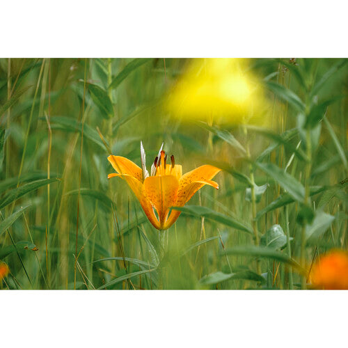 Sigma 150-600mm f/5-6.3 DG DN OS Sports Lens for Sony E