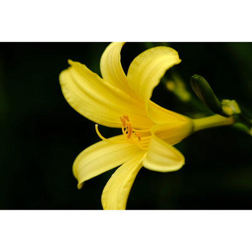 Sigma 150-600mm f/5-6.3 DG DN OS Sports Lens for Sony E