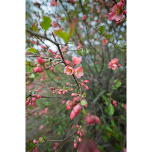 Objetivo contemporáneo Sigma 16-28 mm f/2,8 DG DN para Sony E 