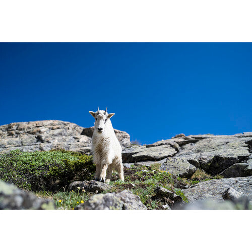 Objetivo artístico Sigma 24 mm f/1,4 DG DN para Sony E 