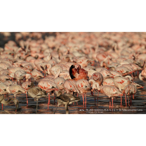 Objectif Sony FE 200-600 mm f/5.6-6.3 G OSS 