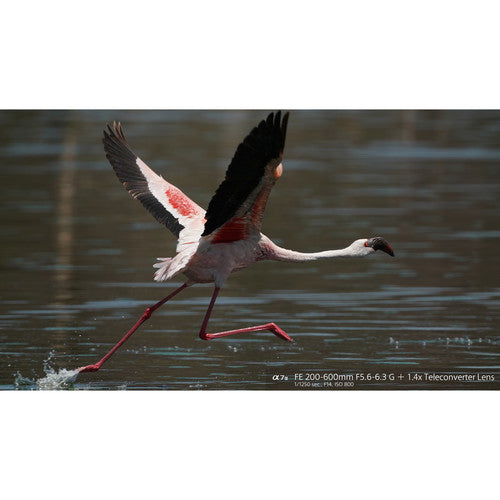 Objectif Sony FE 200-600 mm f/5.6-6.3 G OSS 