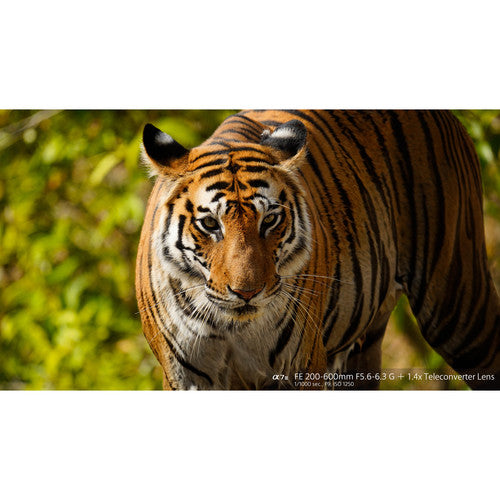 Objectif Sony FE 200-600 mm f/5.6-6.3 G OSS 