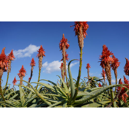 Objetivo Sony FE 24-70 mm f/2,8 GM II 