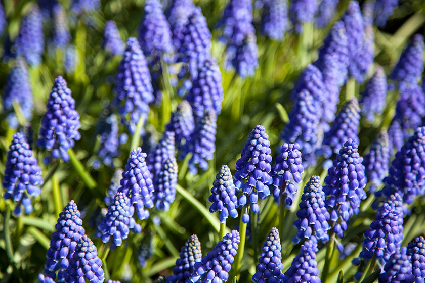 Cámara digital compacta Agfa Photo Realishot DC8200