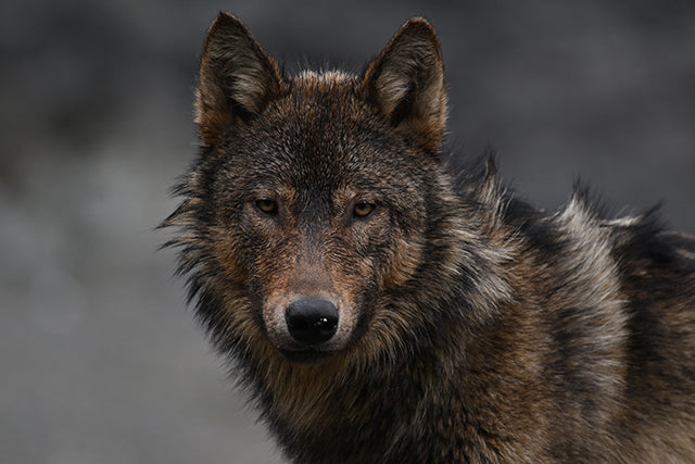 Objetivo Nikon NIKKOR Z 400 mm f/4,5 VR S 