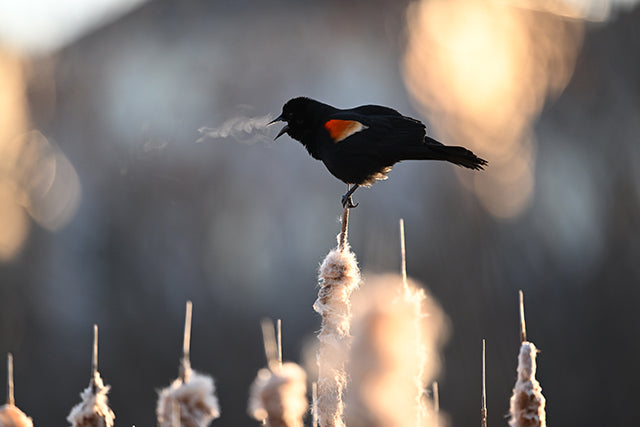 Objetivo Nikon NIKKOR Z 400 mm f/4,5 VR S 